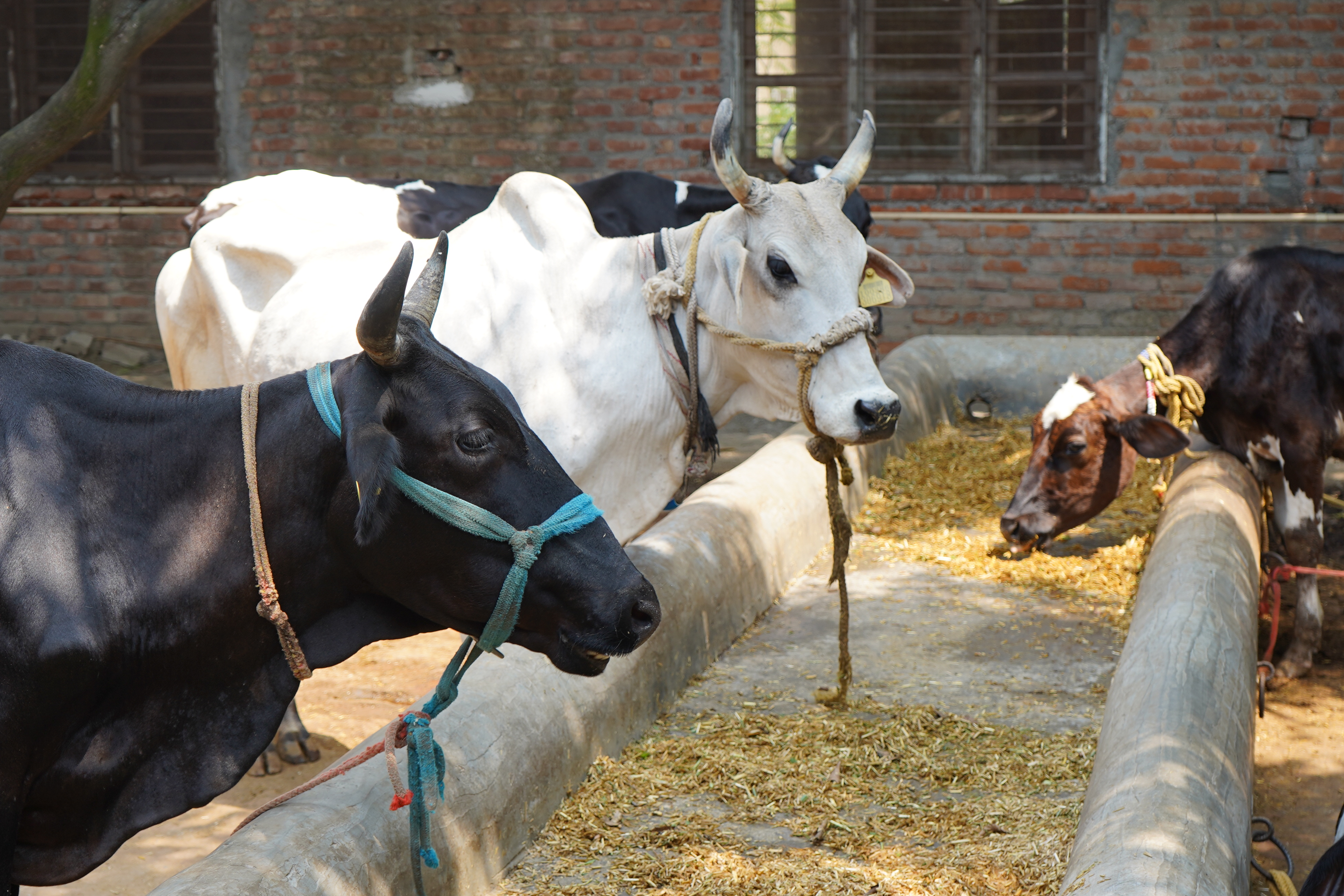 Indigenous Gir Gaushala & Organic Dairy